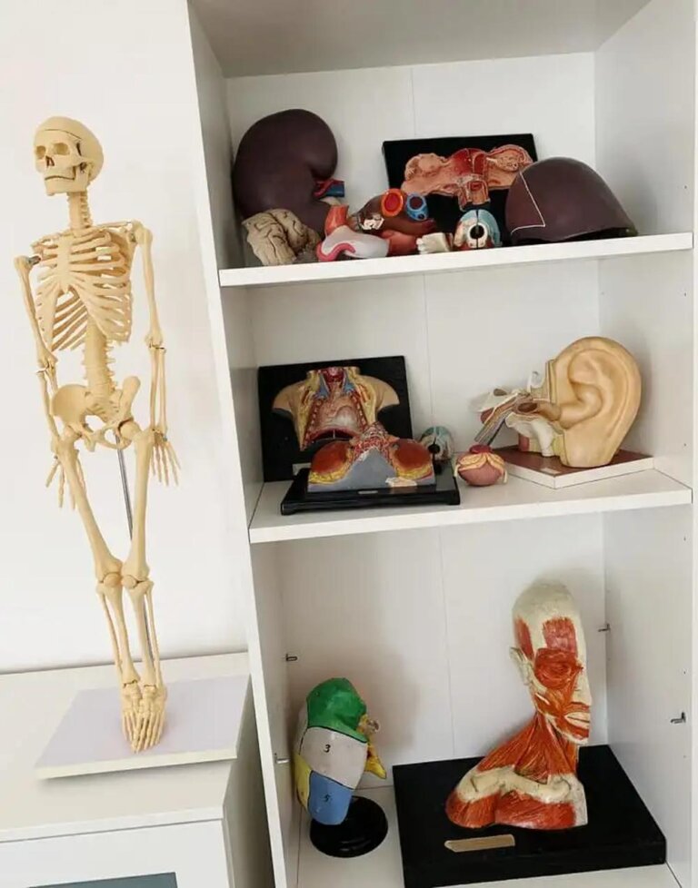 Yerevan Haybusak University Armenia Anatomy