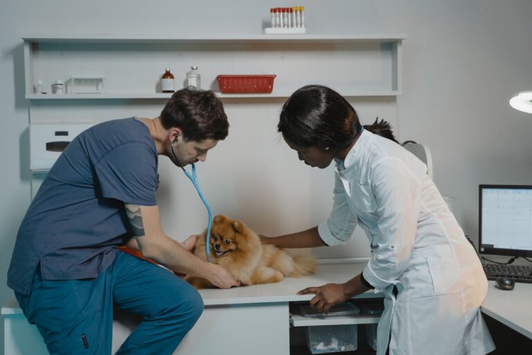How to Become a Veterinarian